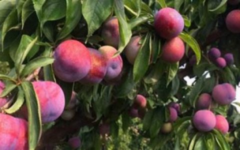 麦李可以吃,麦李能吃吗