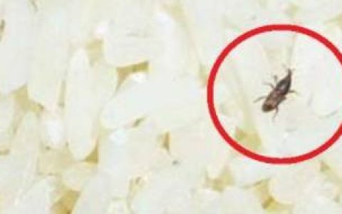 如何彻底清除牛子,怎么彻底清除牛子