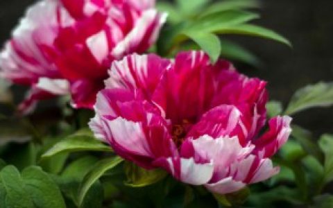 【中国国花介绍】国花是什么呢