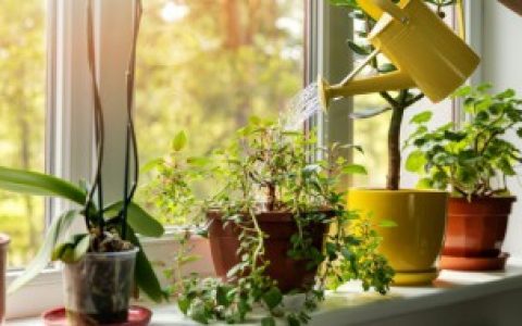 铜钱草的养殖方法和技巧（铜钱草的养殖方法和技巧分别是什么）