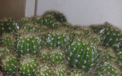 如何养好仙人球呀我宿舍在阴面 怎么养好仙人球