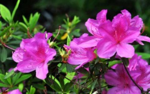 杜鹃花可以吃吗 杜鹃花能不能吃