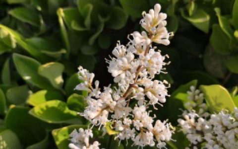 【冬青的花语是什么】冬青简介、