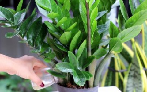 金钱树怎么移植（金钱树移植方法）