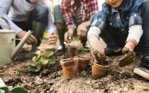 日本珍珠草怎么种（日本珍珠草种植方法）