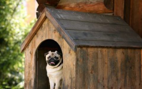 如何建造狗窝 如何搭造狗窝