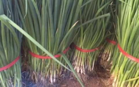 葱苗怎么种,葱苗怎么种方法