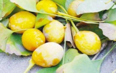 银杏果可以生吃吗?,银杏果能不能生吃呢