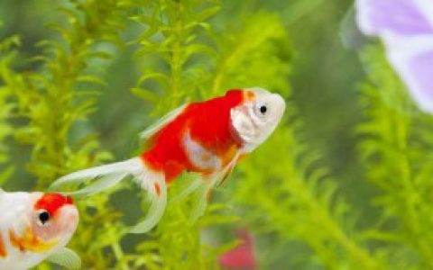 十大养不死水草,十大养不死水草是哪些