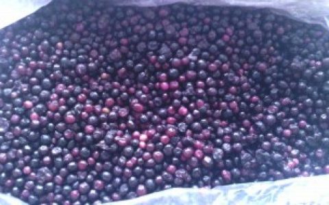 野生蓝莓果汁怎么保存,野生蓝莓果汁的保存方法