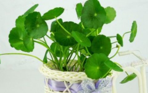 【金钱草如何水培】金钱草水培怎么养