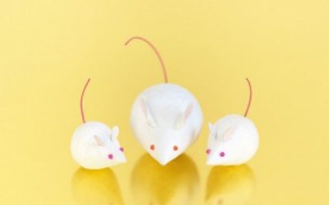 老鼠咬过的东西还能吃吗（老鼠咬过的东西还能食用吗）