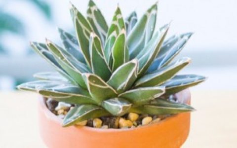 世之雪的养殖方法 世之雪的养殖方法介绍