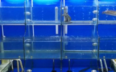 海鲜鱼缸是干什么用的 海鲜鱼缸的作用