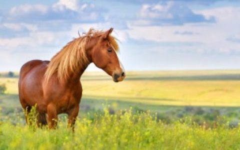 擅长画马的画家,擅长画马的画家有哪些