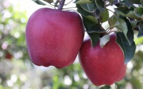 如何挑选花牛苹果 挑选花牛苹果的方法