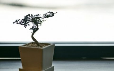 洗手间放什么植物风水好,洗手间放的植物怎么选择