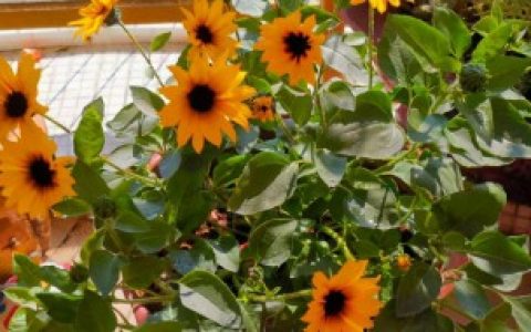 在家养向日葵方法,在家怎样养向日葵