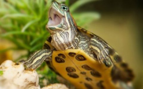 【如何挑选甲鱼】怎么挑选甲鱼