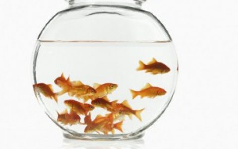 【银龙鱼喂食方法】银龙鱼多久喂一次