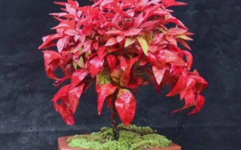 【红天竹盆栽的养殖方法耐不耐寒】红天竹盆栽的养殖方法耐寒吗