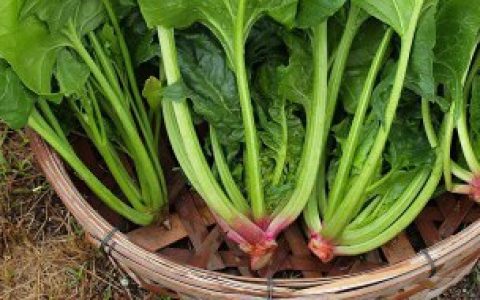 菠菜干如何晒（菠菜干怎么晒）