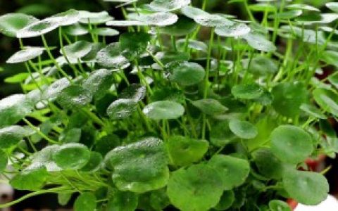 铜钱草养护方法（铜钱草如何养护）