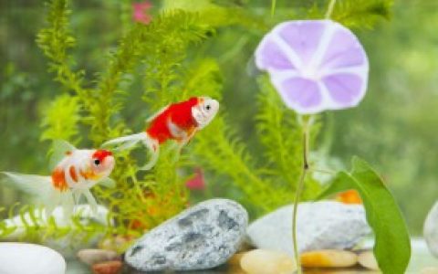 娃娃鱼怎么养家里才会养得好 娃娃鱼家庭养法