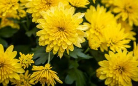 盆栽小菊花怎么养 养殖盆栽小菊花的方法