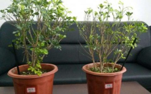 使用生物有机肥的方法,盆栽花卉如何正确使用生物有机肥