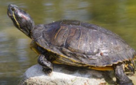 乌龟缸里放硬币好不好,乌龟缸里放硬币好吗