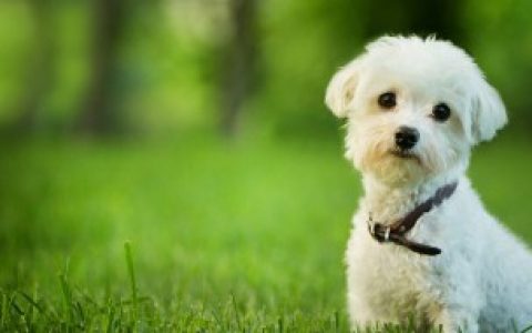 狗毛变黄了怎么洗白,白色小狗毛发黄怎样洗白