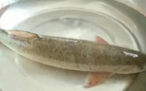 鱼如何清洗,鱼怎么清洗