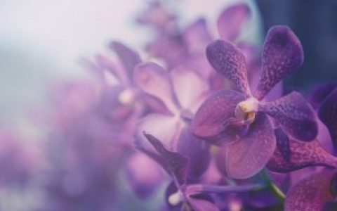 春兰如何养能开花,春兰怎么养能开花