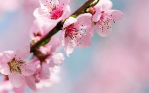 桃花更旺的5大生肖,桃花更旺的5大生肖是什么呢