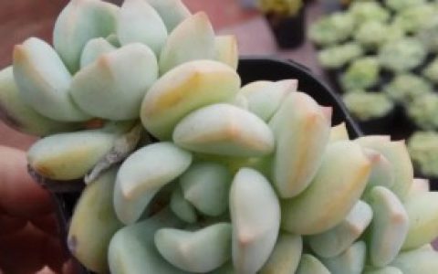 【格林多肉如何养护呢】格林多肉怎么养出状态