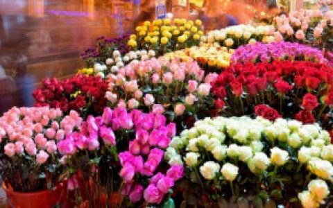 【姐姐过生日送什么花合适】姐姐过生日送哪些花合适