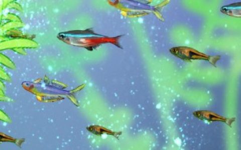 鱼缸怎么铺石头（鱼缸铺石头还是裸缸好）