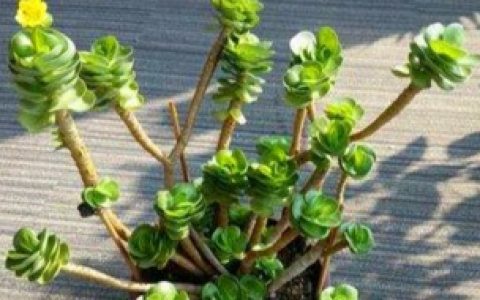 金钱木烂根怎么办（金钱木烂根怎样处理）