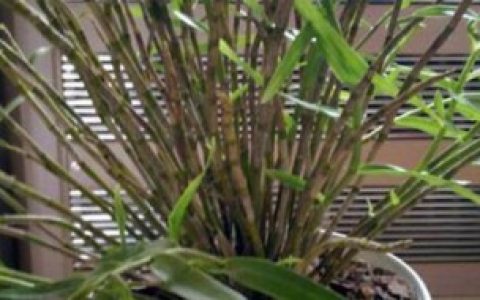 铁皮石斛能在阳台上养吗 铁皮石斛能不能在阳台上养