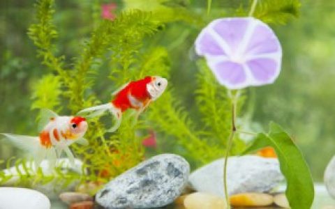 鱼缸上过滤好还是下过滤好 鱼缸上过滤好不好