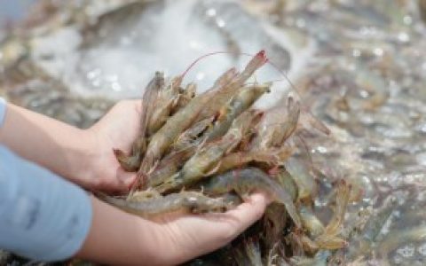 河虾太小了如何清洗 小河虾的清理三种方式