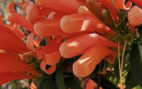 炮仗花怎么养 炮仗花养殖技巧