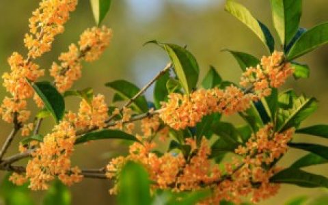 在室内养殖桂花方法,在室内养殖桂花方法是什么