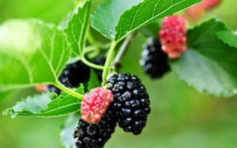 桑葚可不可以晒干保存,桑葚可以晒干保存吗