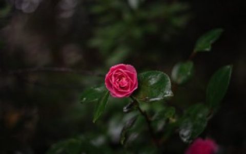 茶花养殖,茶花如何养殖