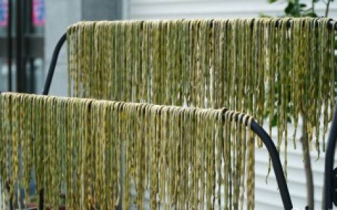 豇豆如何晒干保存,豇豆怎么晒干保存