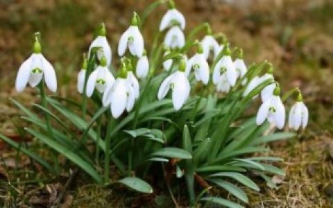 雪滴花的养殖方法,雪滴花的养殖方法简单介绍