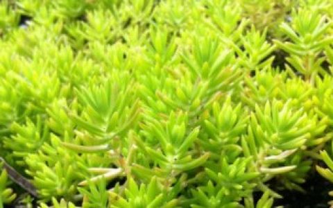 【佛甲草种植方法】佛甲草种植方法介绍