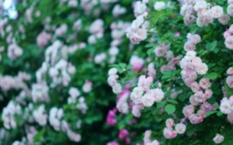 蔷薇花冬季需不需要修剪（蔷薇花冬季需要修剪吗）